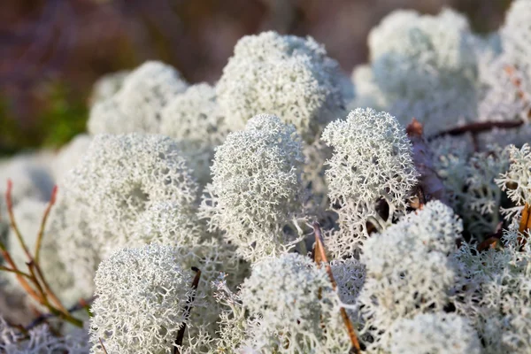 stock image Reindeer moss