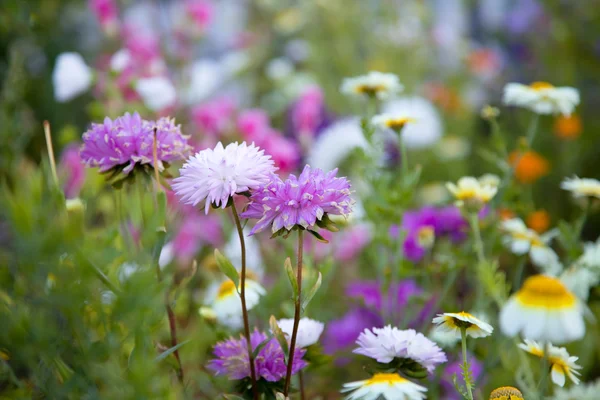 stock image Beautiful flowers, selective focus on purple flower