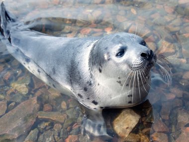 Harp seal (Pagophilus groenlandicus) clipart