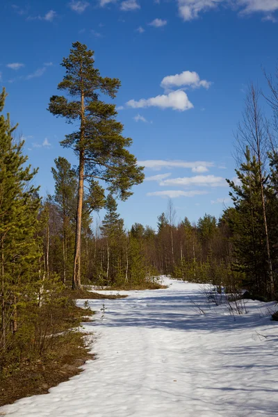 The end of winter in the taiga. Landscape — Stock Photo, Image