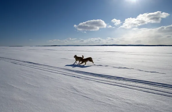 Δύο σκυλιά που τρέχει γύρω από το ανεξάντλητο πεδίο καλυμμένα με χιόνι — Φωτογραφία Αρχείου