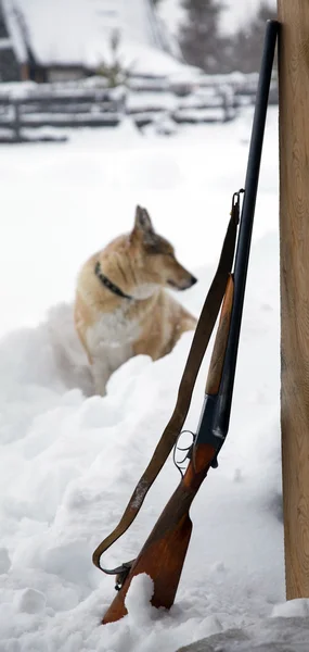 O cão ao lado de uma caçadeira — Fotografia de Stock