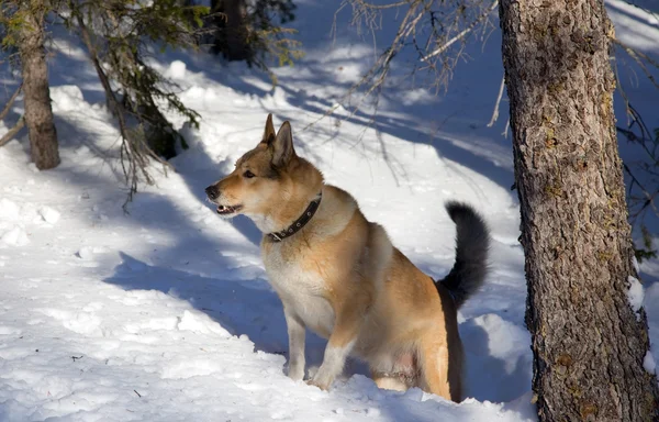 Kış aylarında kırmızı av köpeği — Stok fotoğraf