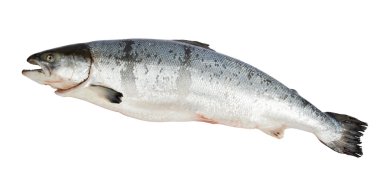 Atlantic Salmon Salmo clipart