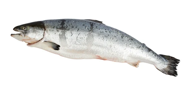 stock image Atlantic Salmon Salmo