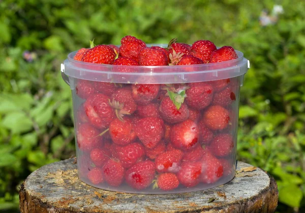 stock image Ripe strawberries in a transparent bucket