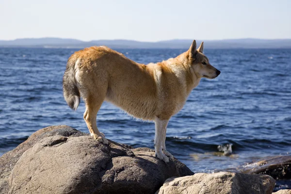 Cane da caccia su una roccia in riva al mare — Foto Stock