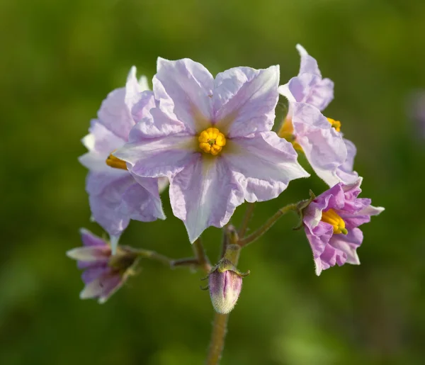 Bloeiwijze aardappel. (Solanum tuberosum) — Stockfoto