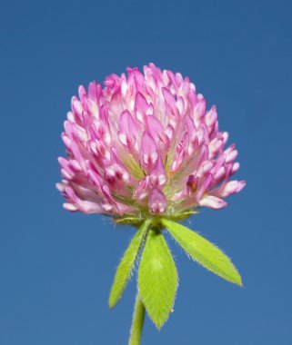 Kırmızı yonca (yonca pratense) flowerhead