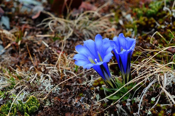 stock image Beautiful flower