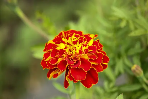 stock image Beautiful flower