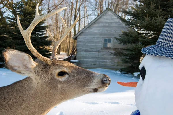 Big Buck e boneco de neve — Fotografia de Stock
