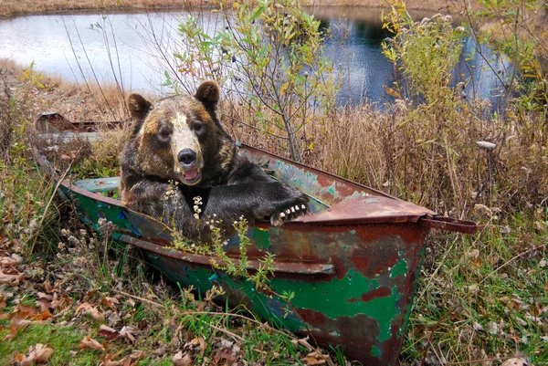 Niedźwiedź w łodzi — Zdjęcie stockowe