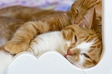 Tabby kittens snuggling clipart