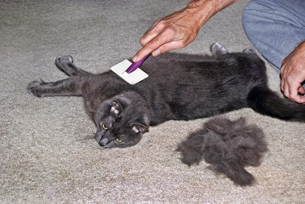 Cat getting groomed — Stock Photo, Image