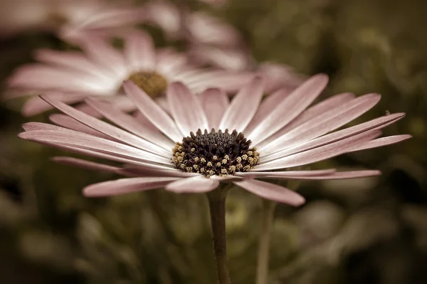 Roze sepia daisy — Stockfoto