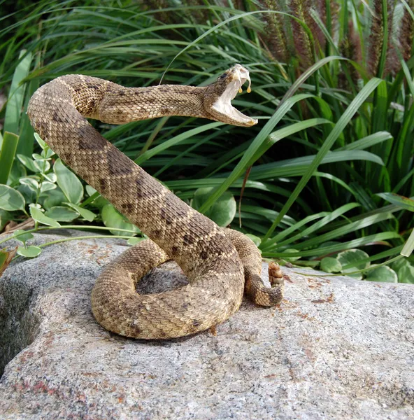 Serpente de chocalho em uma rocha — Fotografia de Stock