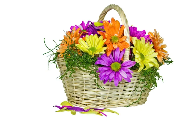 Kleurrijke daisy mand — Stockfoto
