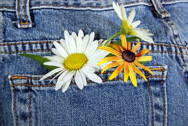 Daisies in blue jean pocket — Stock Photo, Image