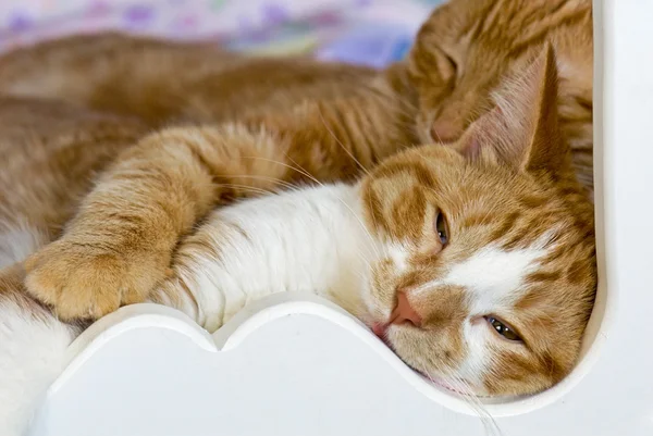 Snuggling 줄무늬 고양이 — 스톡 사진