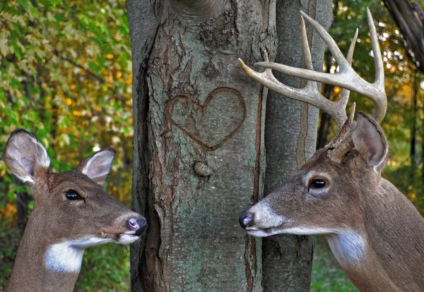 Buck and doe with carved heart — Stock Photo, Image