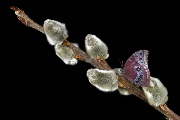 猫柳树上的蝴蝶 — 图库照片