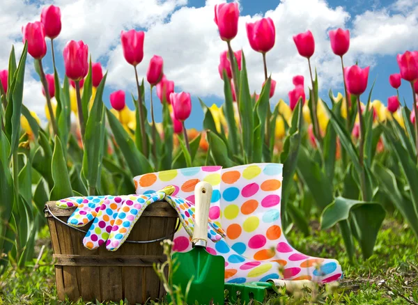 Spring tulip gardening — Stock Photo, Image