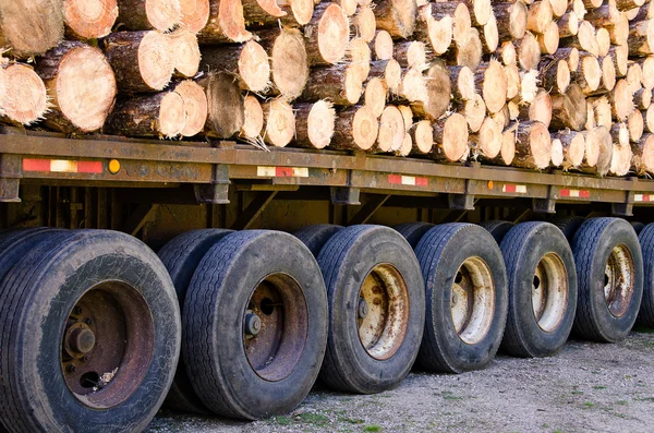 Load of logs — Stock Photo, Image