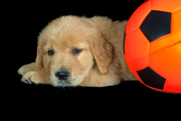 Soccer ball with puppy — Stock Photo, Image