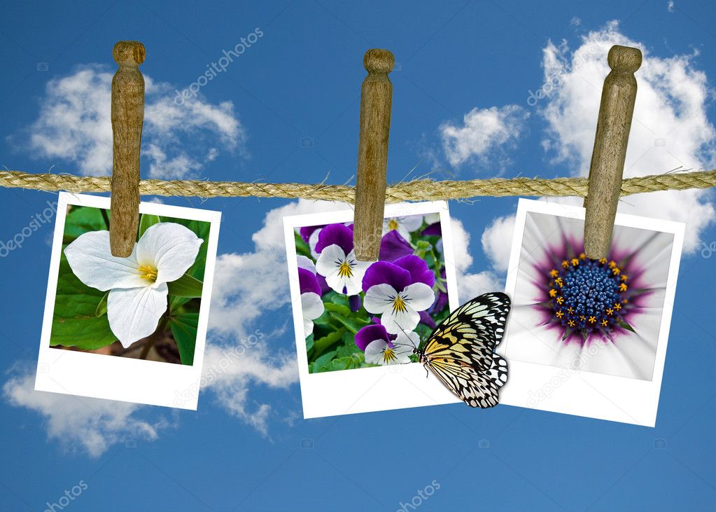 Flower snapshots on clothesline