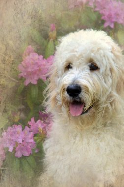 Goldendoodle with texture clipart