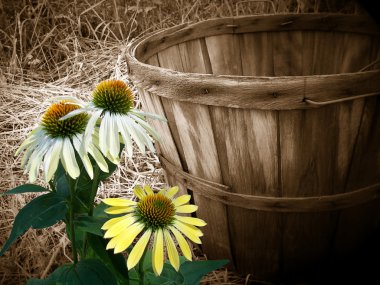 Cone flowers with basket clipart