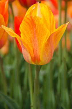 Hollandalı orange tulip