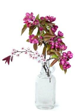 Crab Apple Bouquet clipart