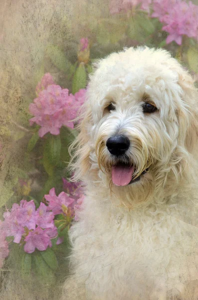Goldendoodle with texture — Stock Photo, Image