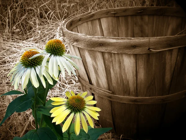 stock image Cone flowers with basket