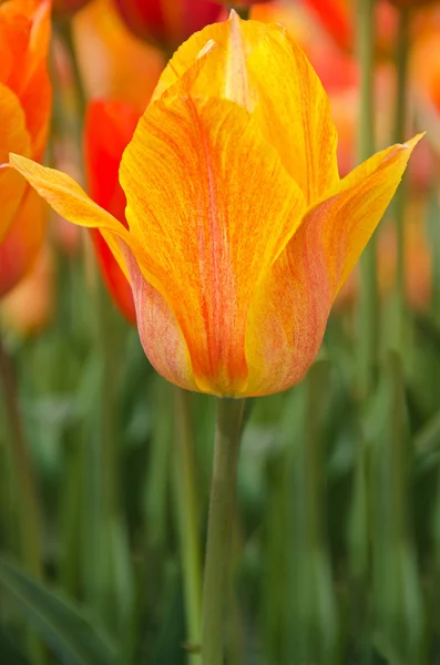 Holenderski tulipan pomarańczowy — Zdjęcie stockowe