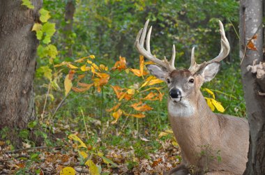 White Tail Buck clipart