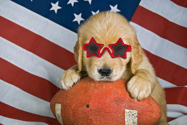 Złoty pies myśliwski z okulary — Zdjęcie stockowe