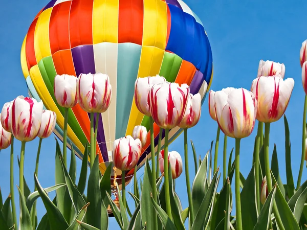 Hot Air Balloon over tulips — Stock Photo, Image