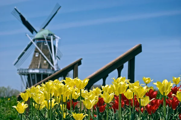 Moinho de vento holandês com tulipas — Fotografia de Stock