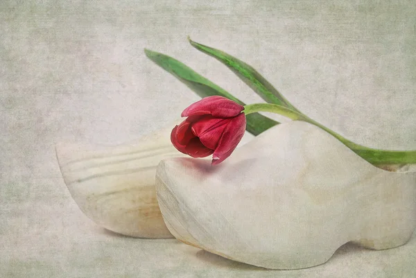 Dutch tulip on shoe — Stock Photo, Image