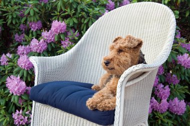 Welsh Terrier in garden clipart