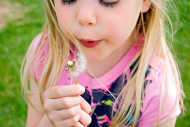 Child blowing a dandelion clipart