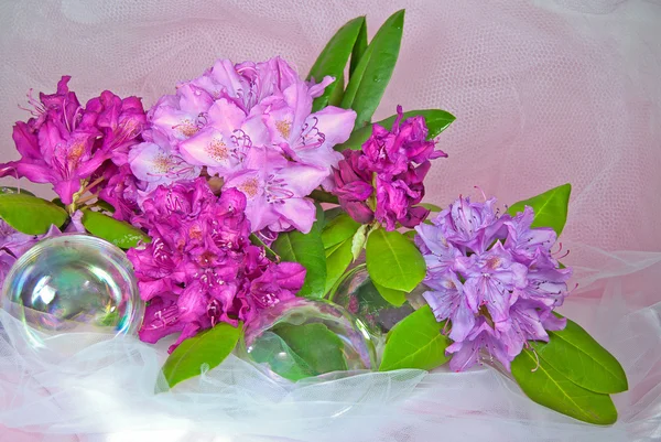 Bouquet di azalea con bolle — Foto Stock