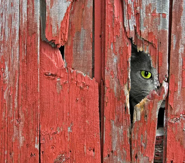 Кошка подглядывает в дыру — стоковое фото