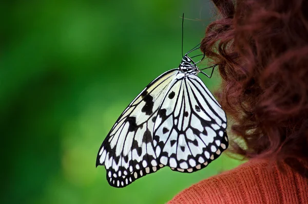 Boom nimf vlinder op haar — Stockfoto