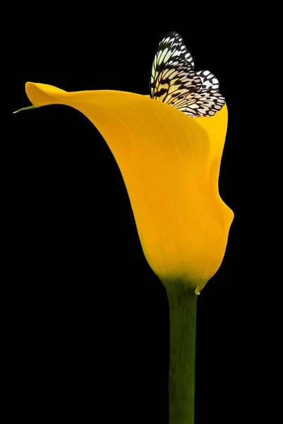 Motýl v cala lily — Stock fotografie