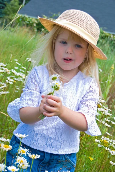 Bouquet of wild daisies — Stock Photo, Image
