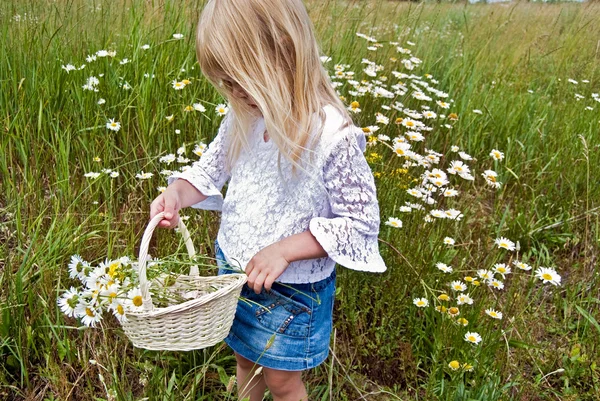 Κορίτσι picking άγρια μαργαρίτες — Φωτογραφία Αρχείου